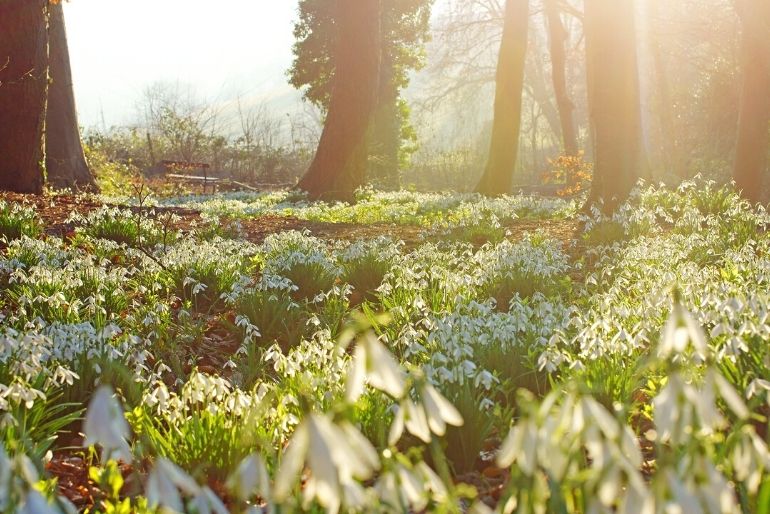 greatlittlebreaks-blog-things-to-do-in-scotland-spring-snowdrops